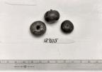 Click for 2 image(s) for this accession. FRUIT